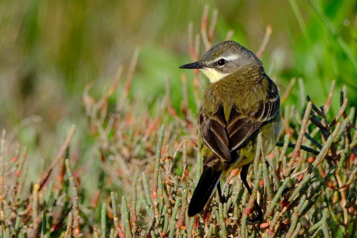 Western Yellow Wagtail - Dinis Nascimento