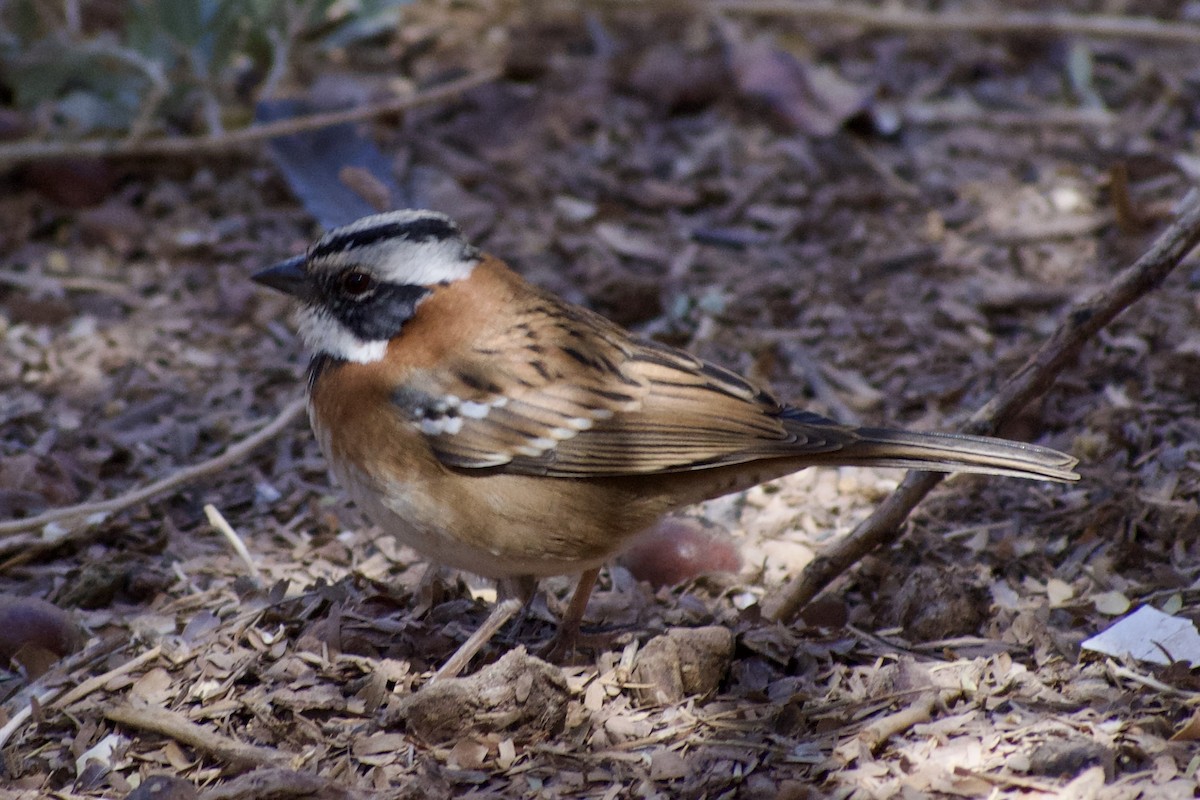 Rufous-collared Sparrow - ML618965532