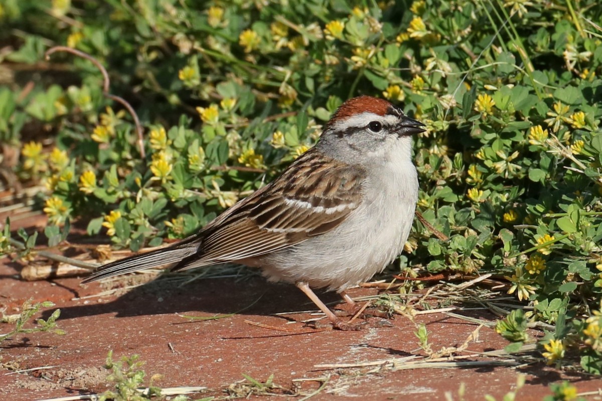 Chipping Sparrow - ML618965555