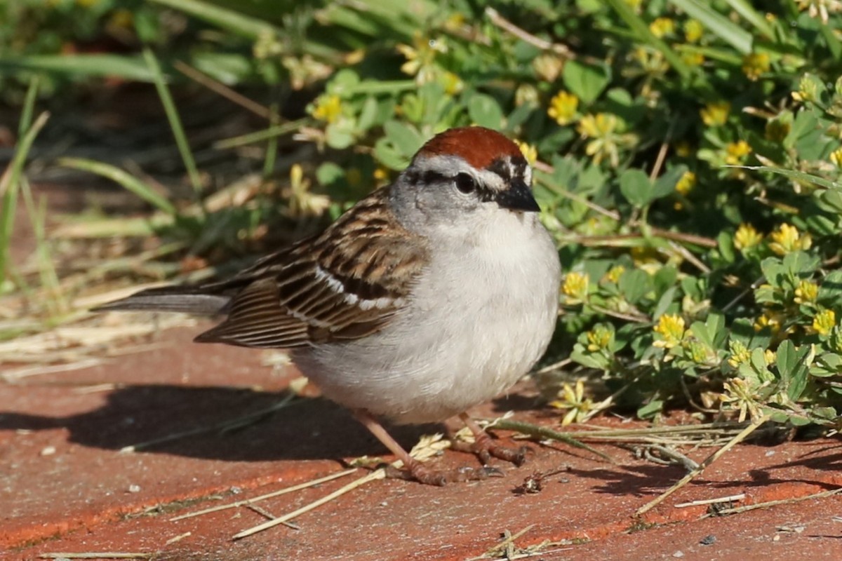 Chipping Sparrow - ML618965558