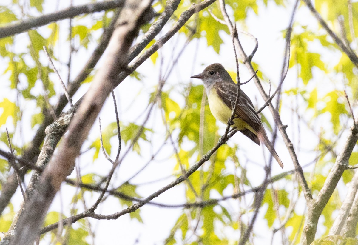 Great Crested Flycatcher - ML618965664