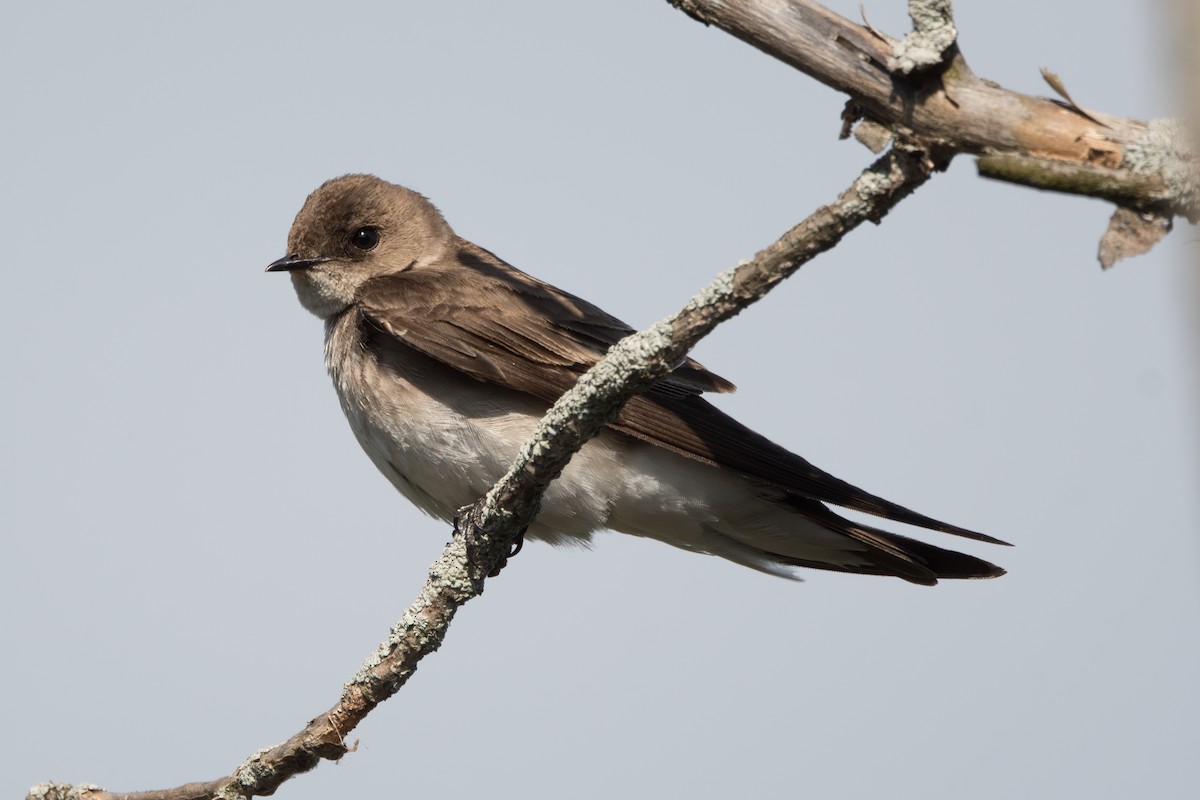 Northern Rough-winged Swallow - ML618965669