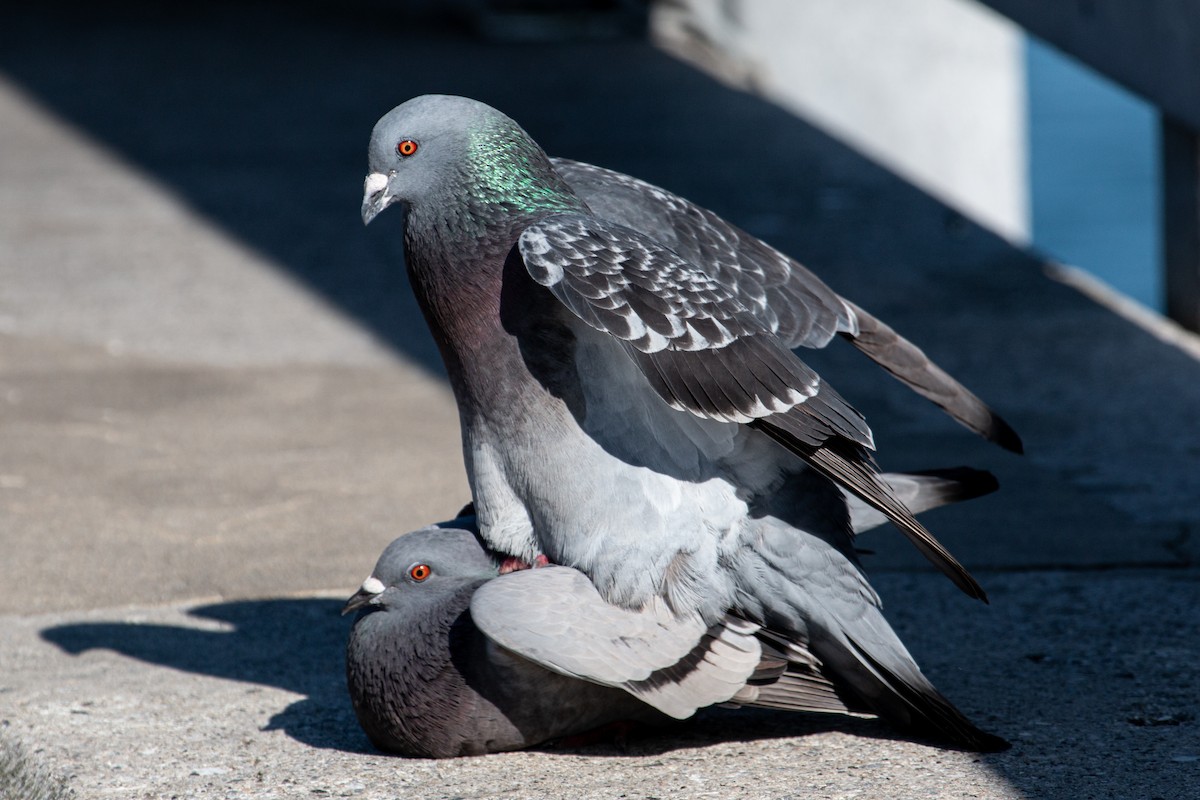 Rock Pigeon (Feral Pigeon) - ML618965674