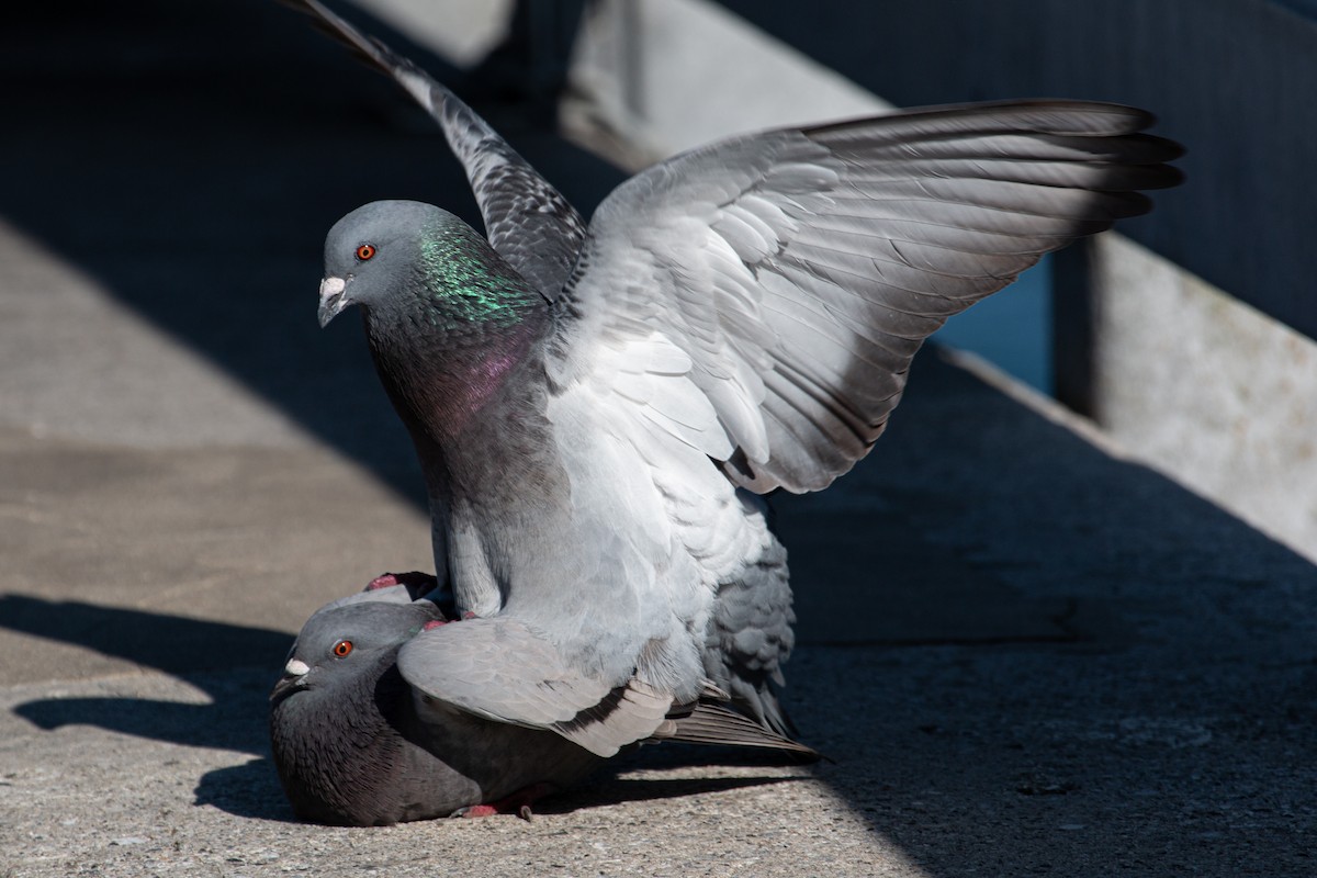 Rock Pigeon (Feral Pigeon) - ML618965675