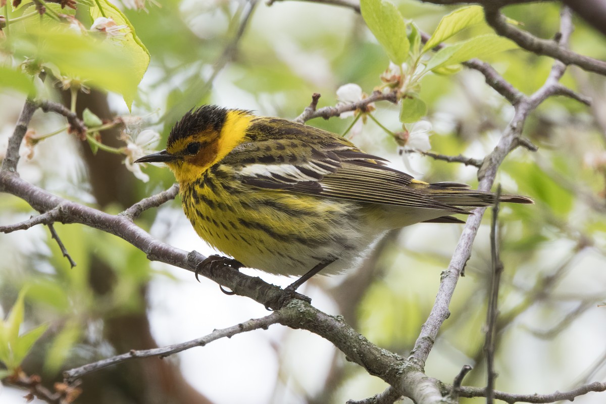 Cape May Warbler - ML618965680