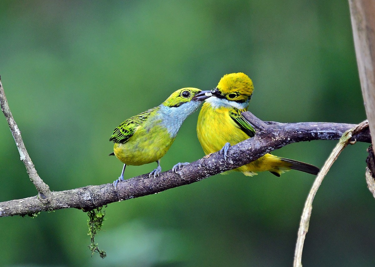 Silver-throated Tanager - ML618965691