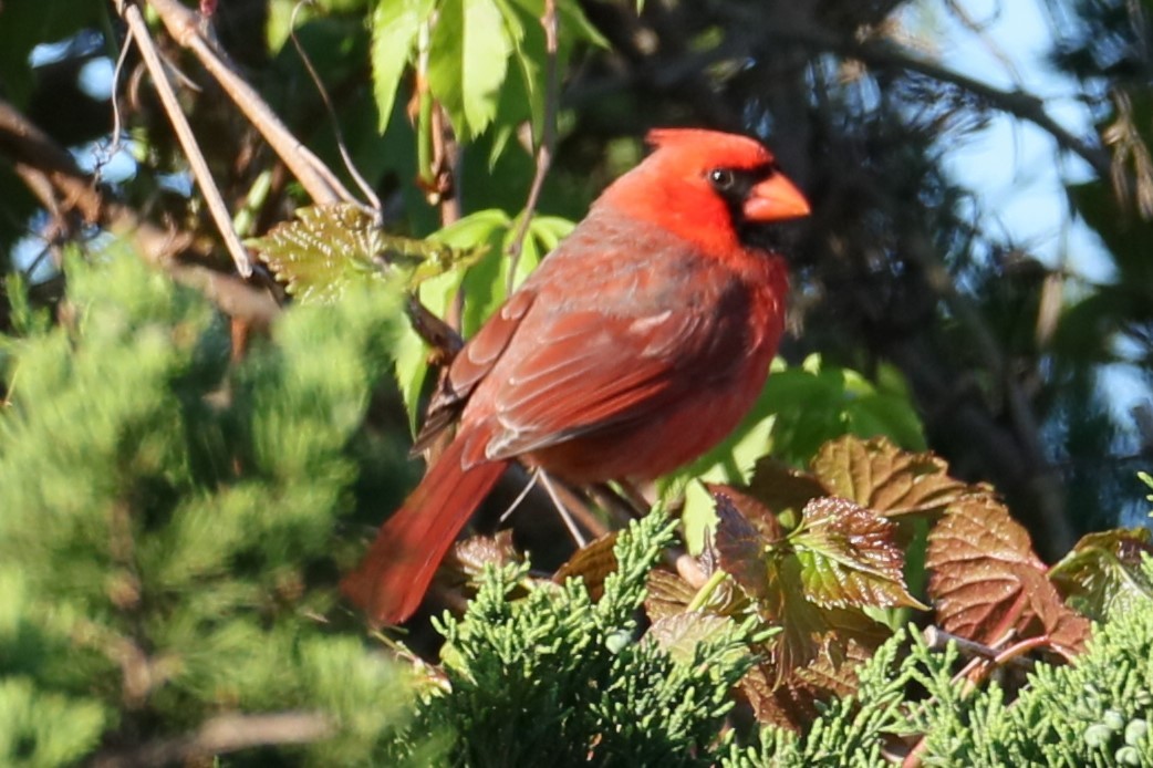 Northern Cardinal - michael vedder