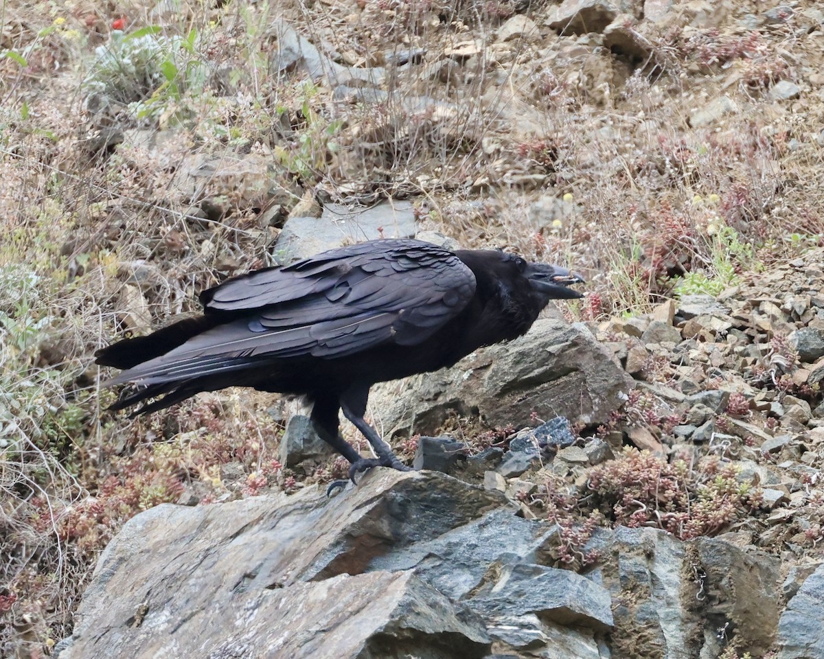 Common Raven - ML618965709