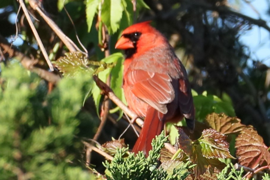 Cardinal rouge - ML618965714