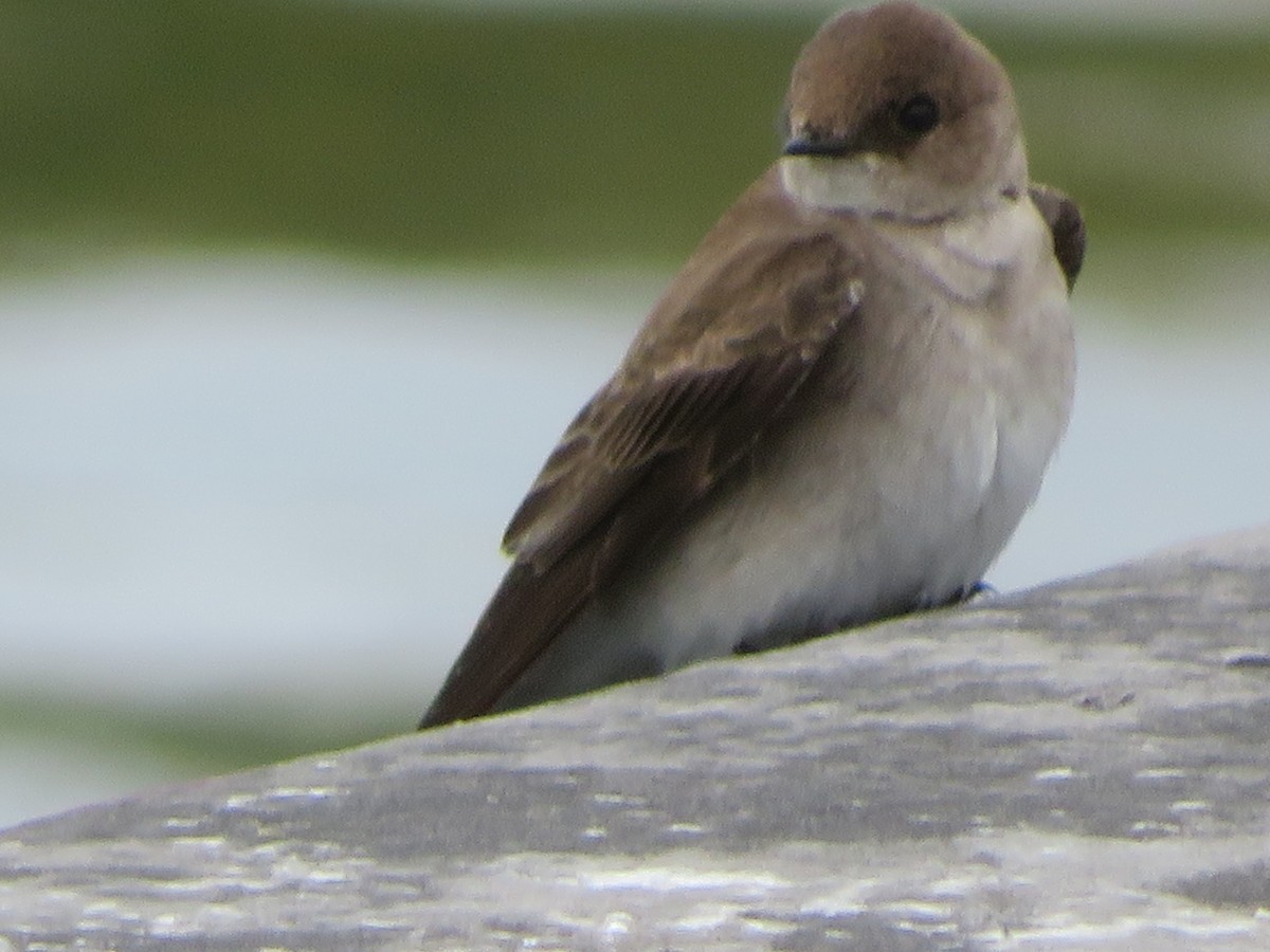 Northern Rough-winged Swallow - ML618965716