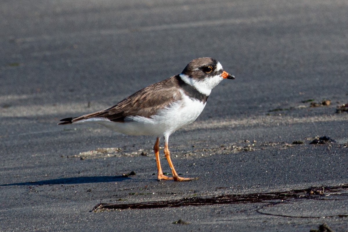 Semipalmated Plover - ML618965724