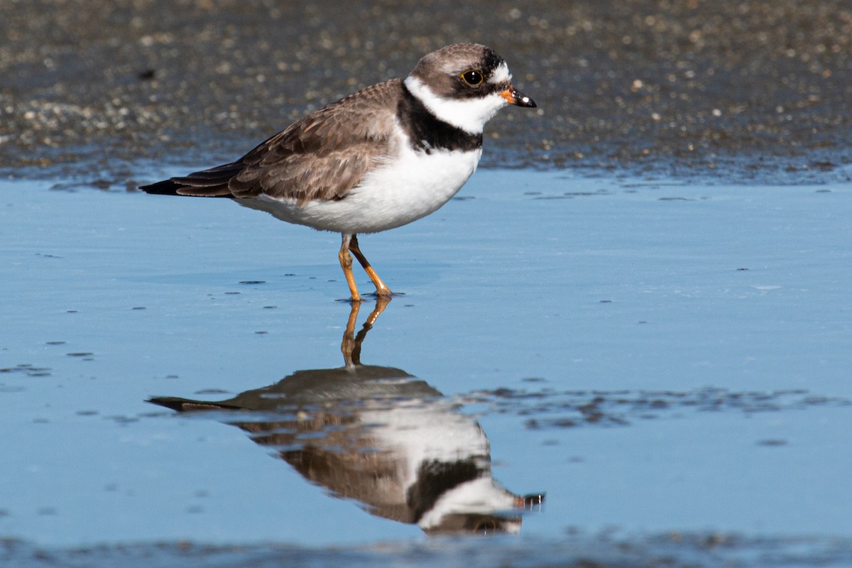 Semipalmated Plover - ML618965725