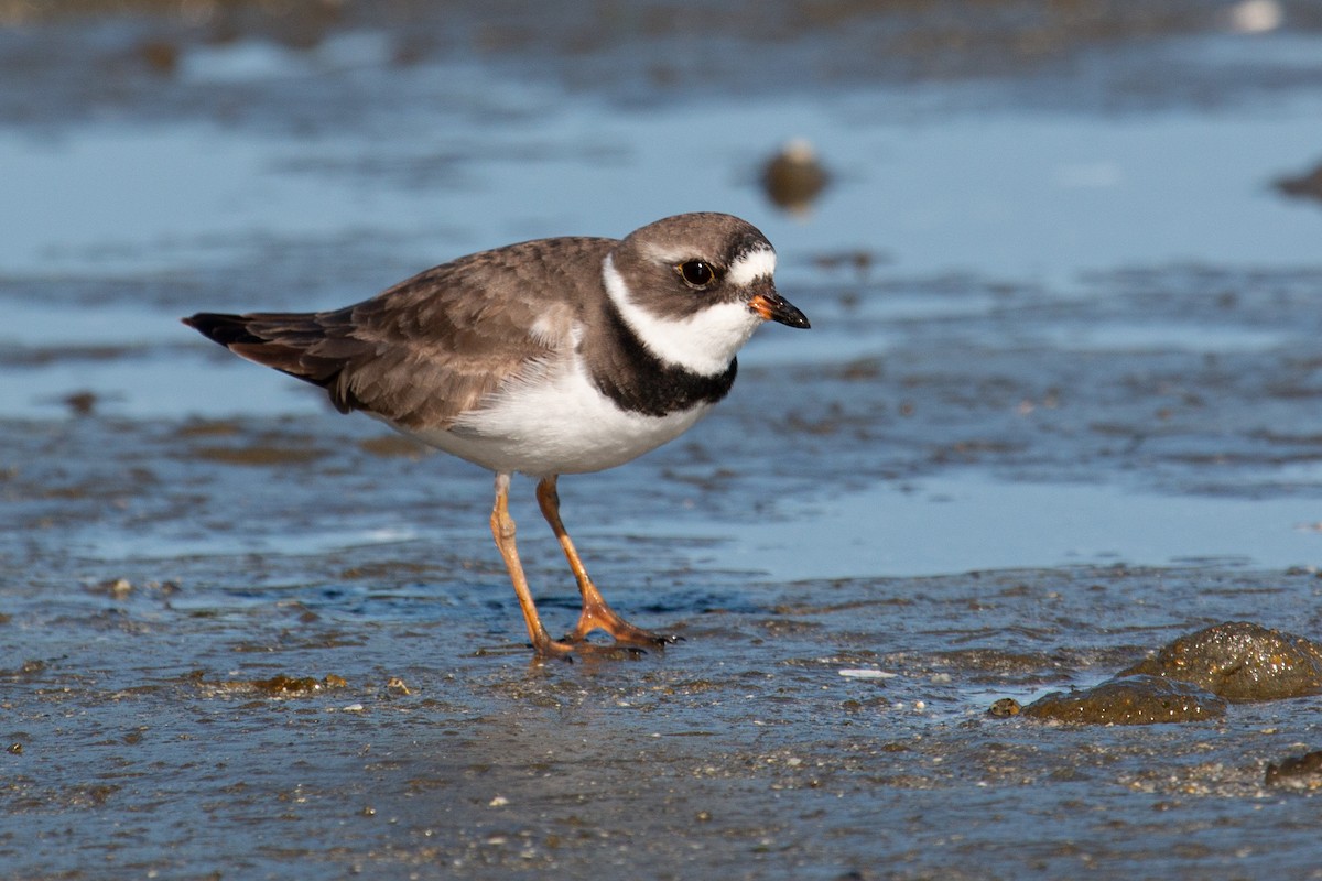 Semipalmated Plover - ML618965726