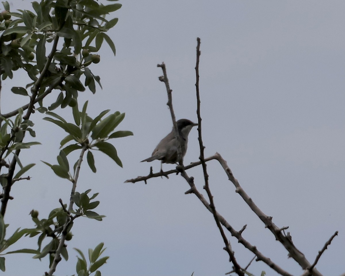 Eastern Orphean Warbler - ML618965733
