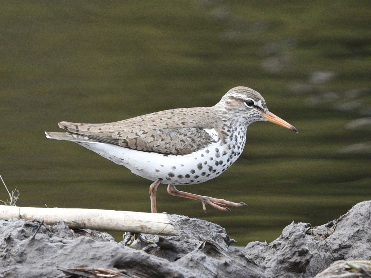 Spotted Sandpiper - Wendy Hill