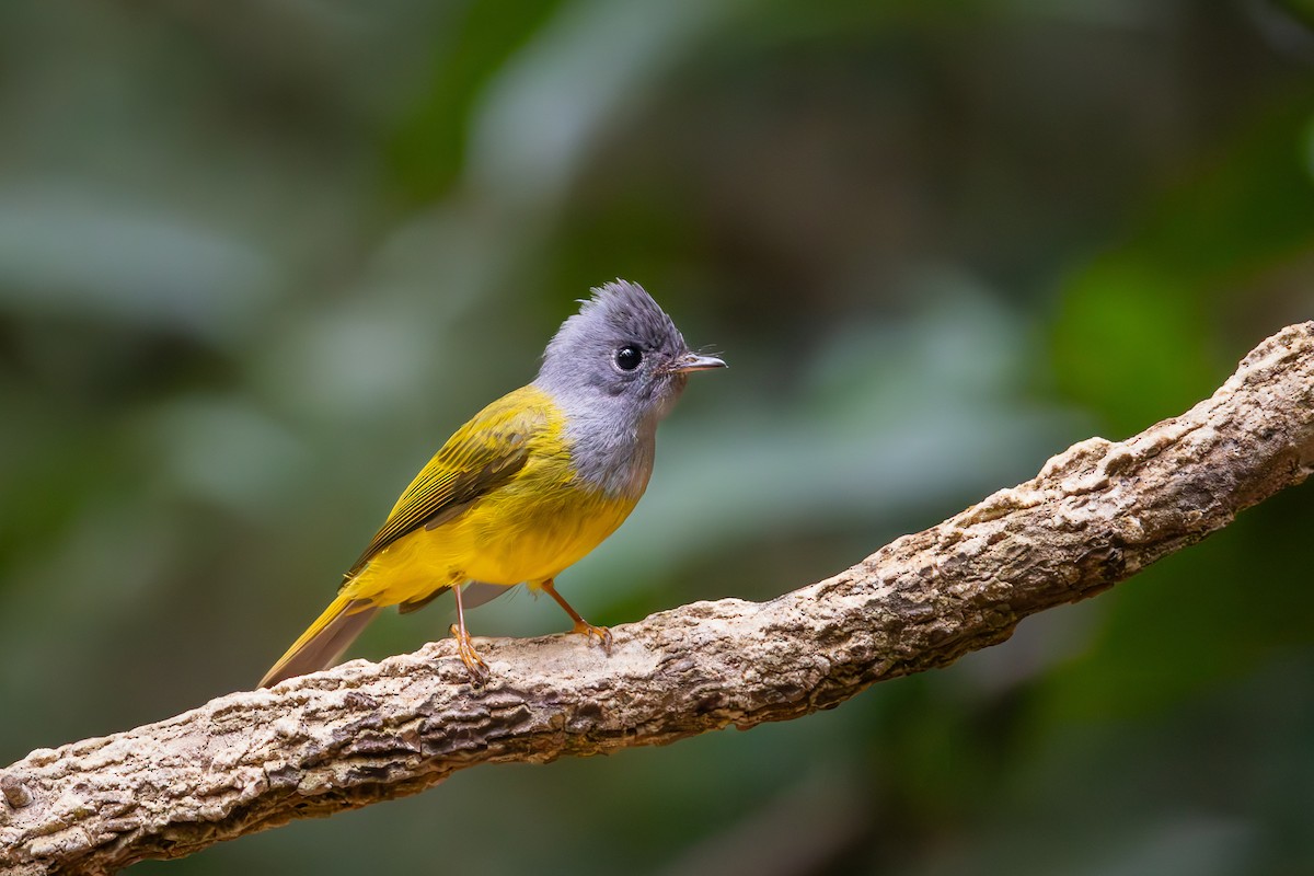 Gray-headed Canary-Flycatcher - Carolien Hoek