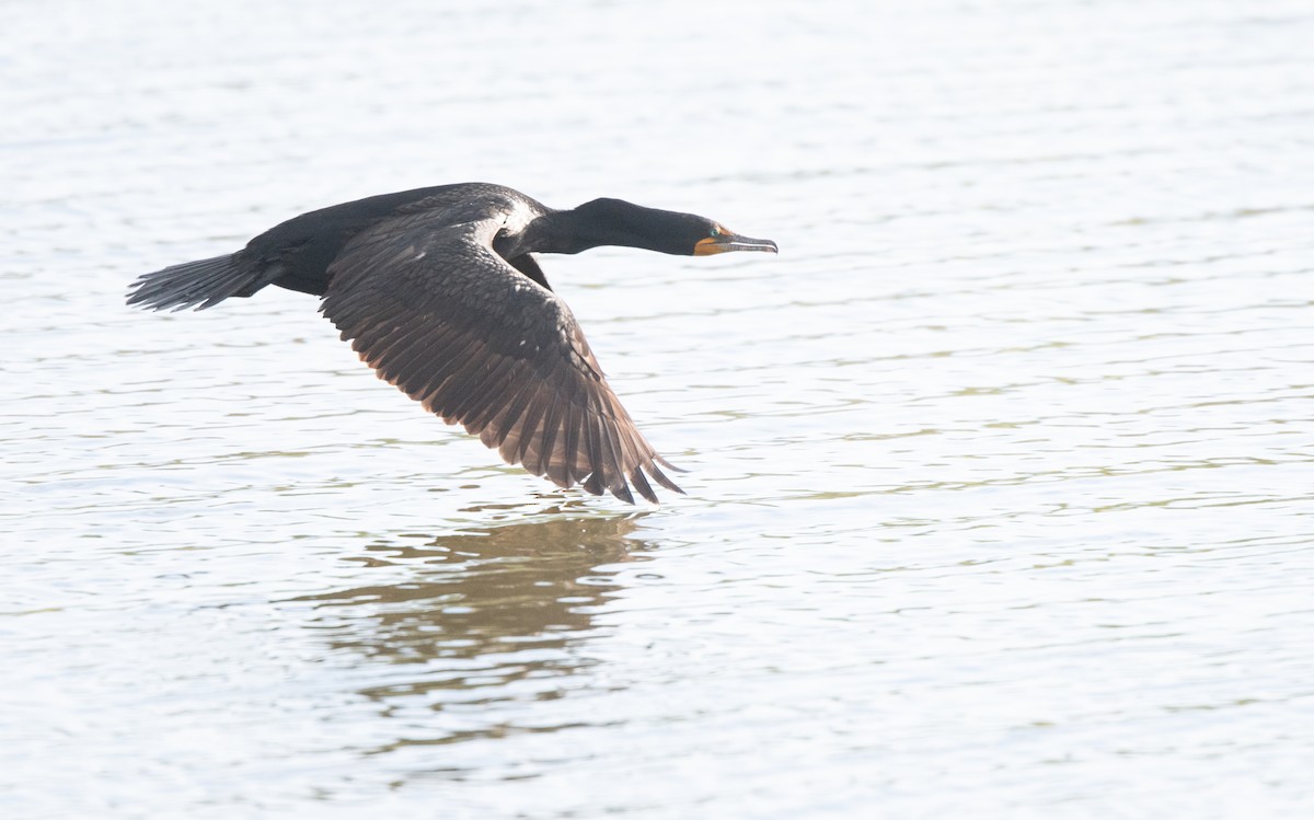 Double-crested Cormorant - Esther Sumner