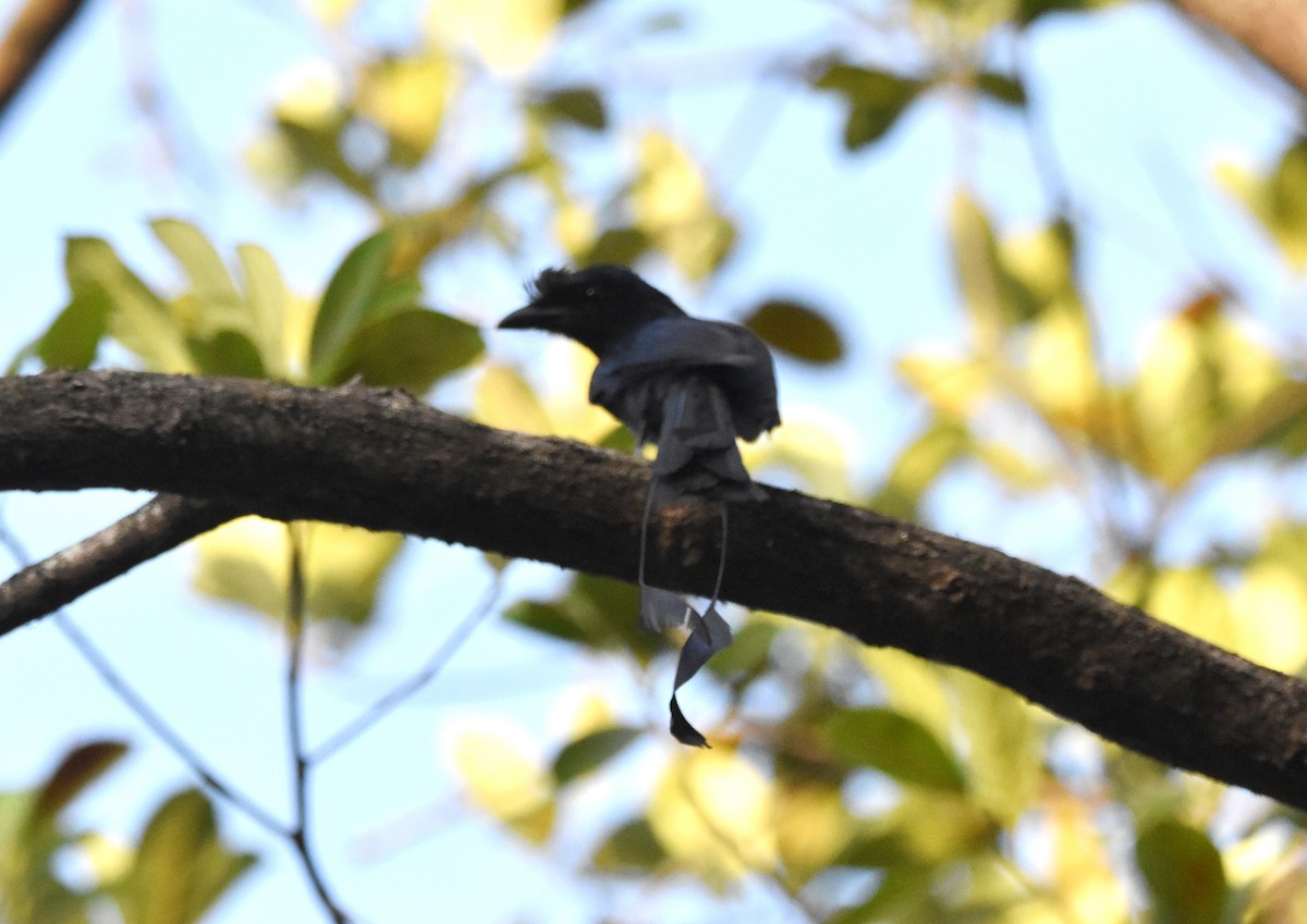 Greater Racket-tailed Drongo - ML618965946