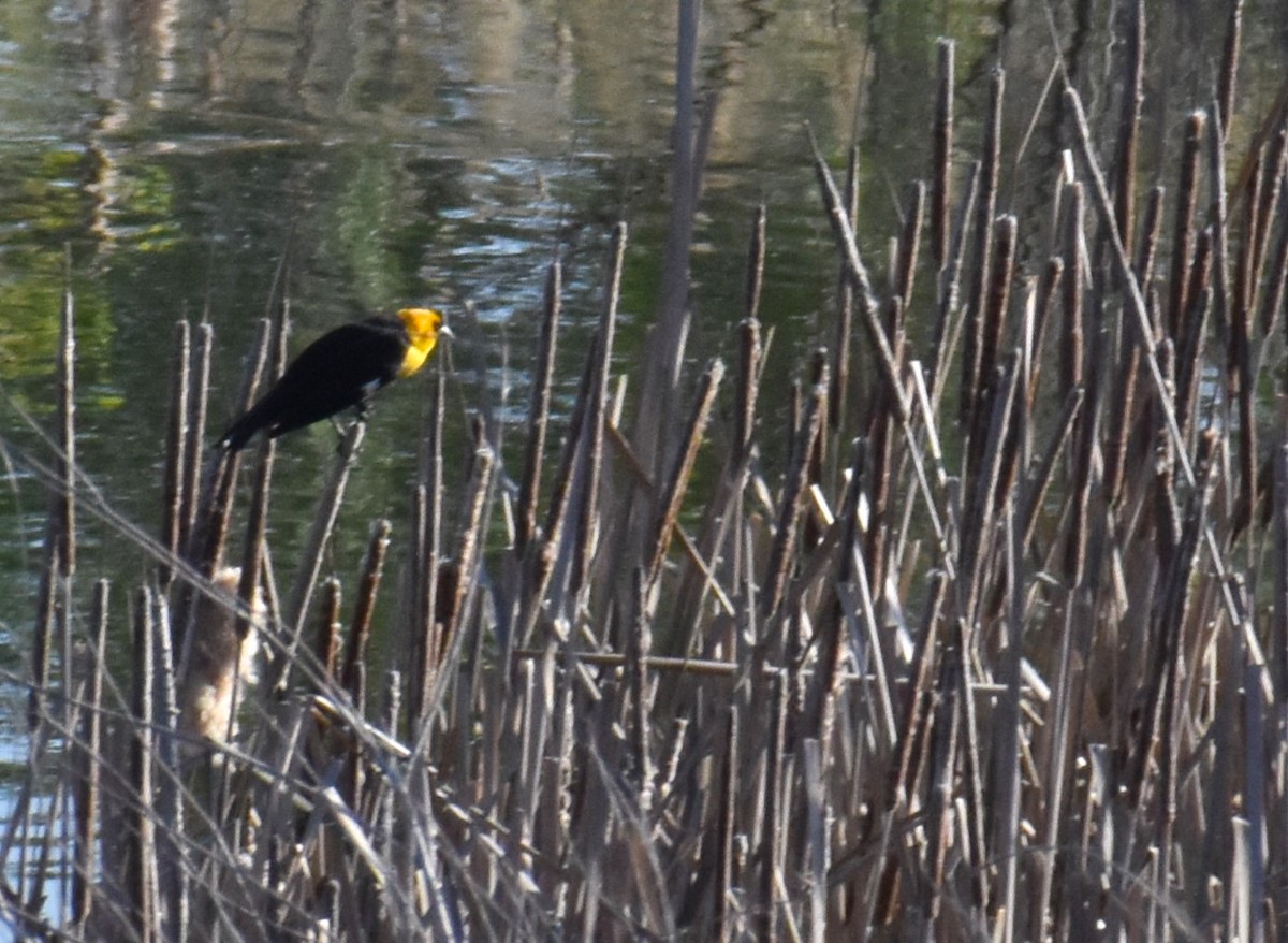 Yellow-headed Blackbird - ML618966004