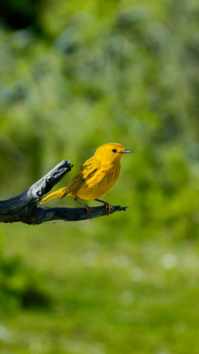 Yellow Warbler - ML618966014