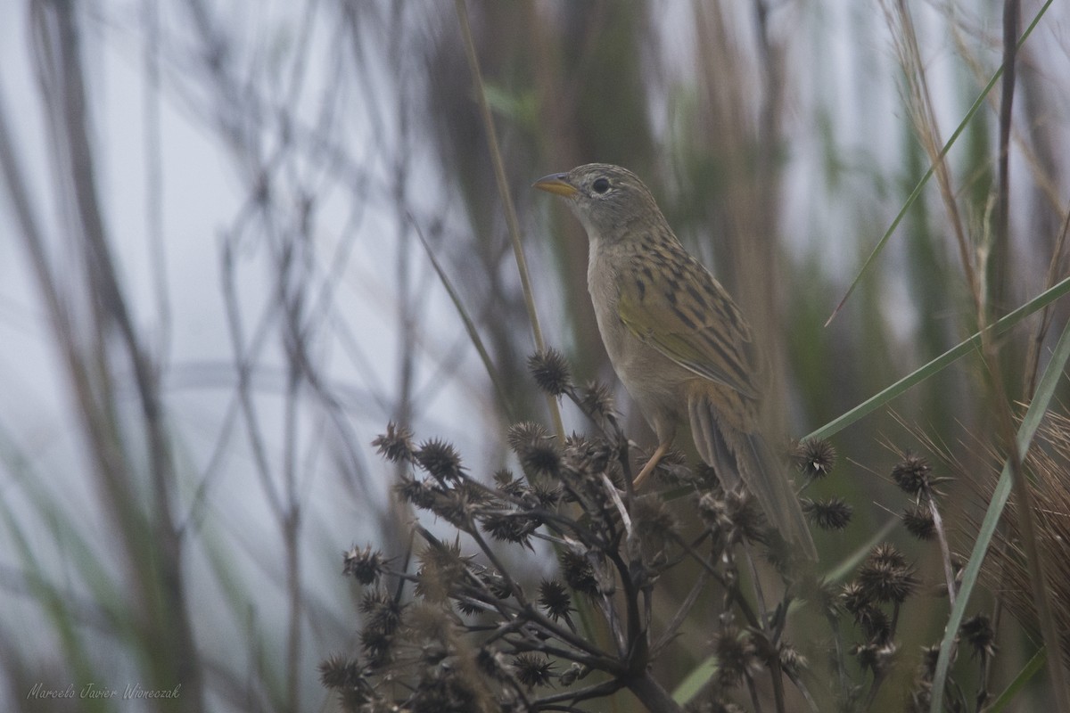 Wedge-tailed Grass-Finch - ML618966064