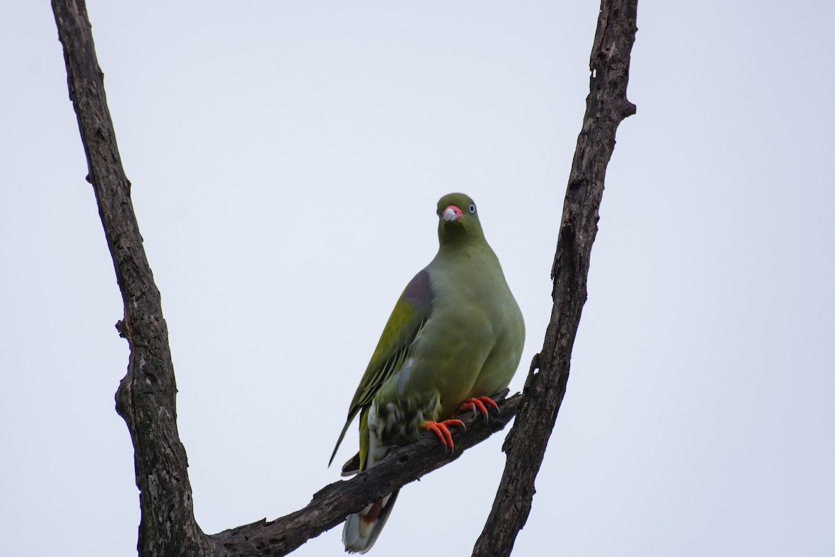 African Green-Pigeon - ML618966087