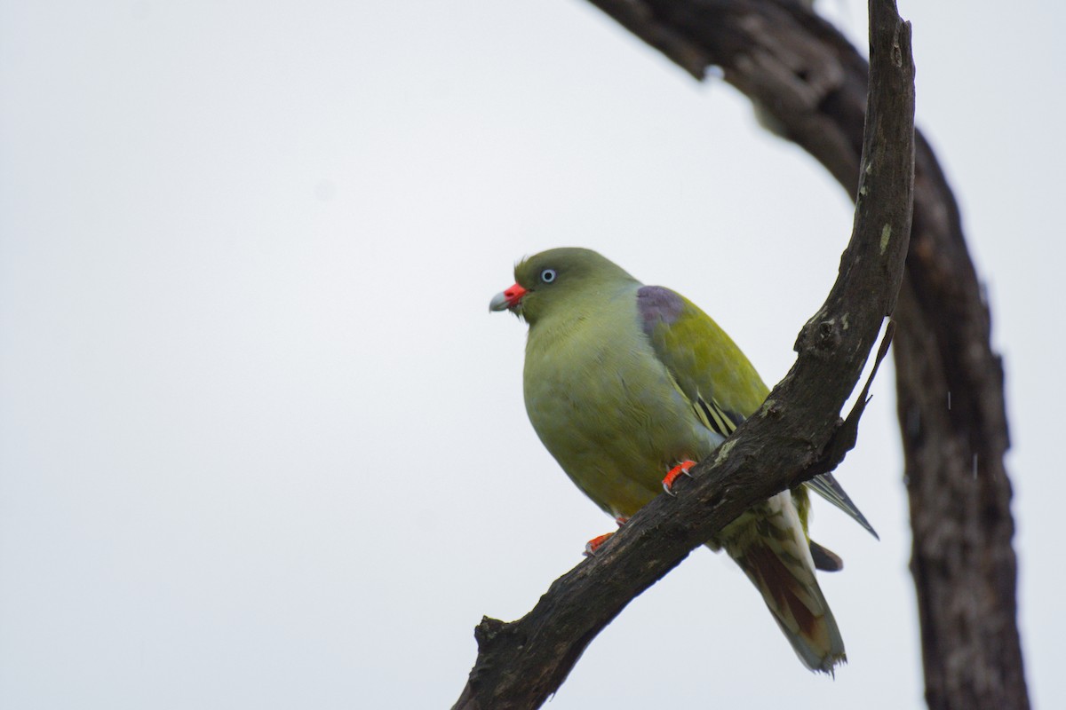 African Green-Pigeon - ML618966088