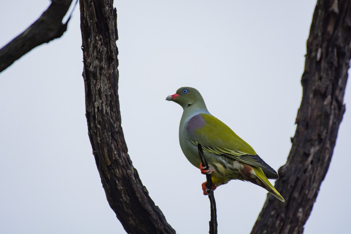 African Green-Pigeon - ML618966089