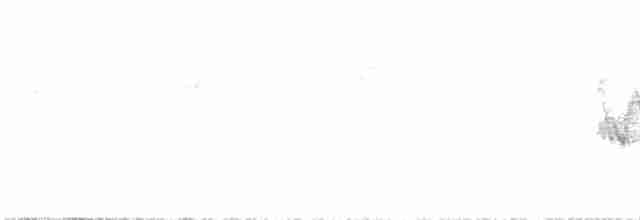 Белокрылая канделита - ML618966095