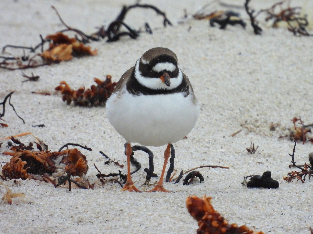 Common Ringed Plover - ML618966160