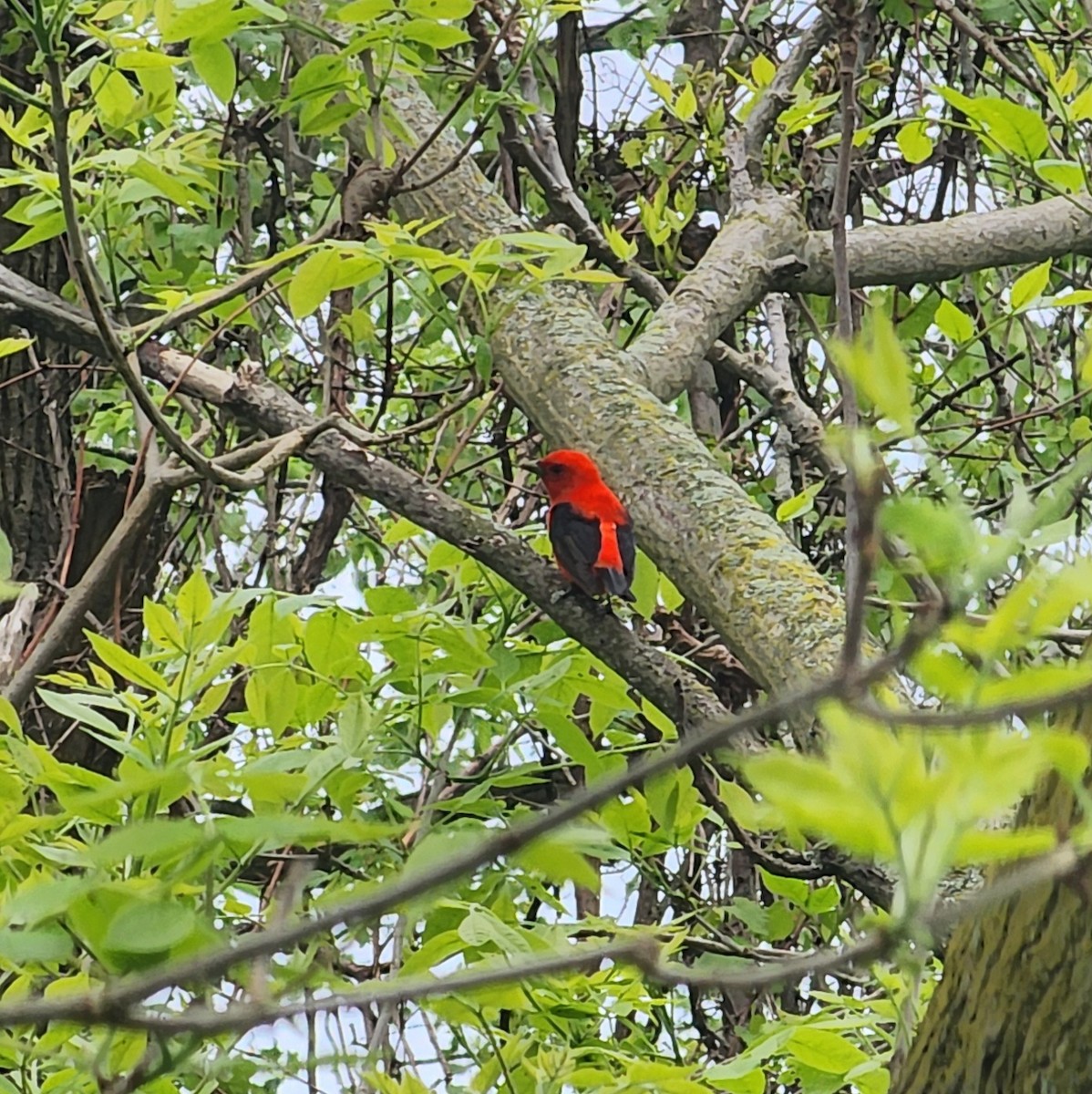 Scarlet Tanager - ML618966190
