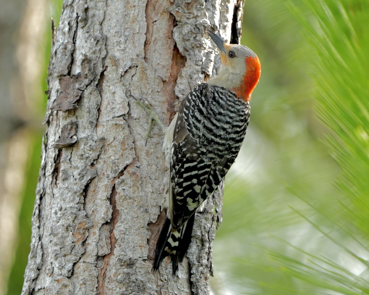 Red-bellied Woodpecker - ML618966194