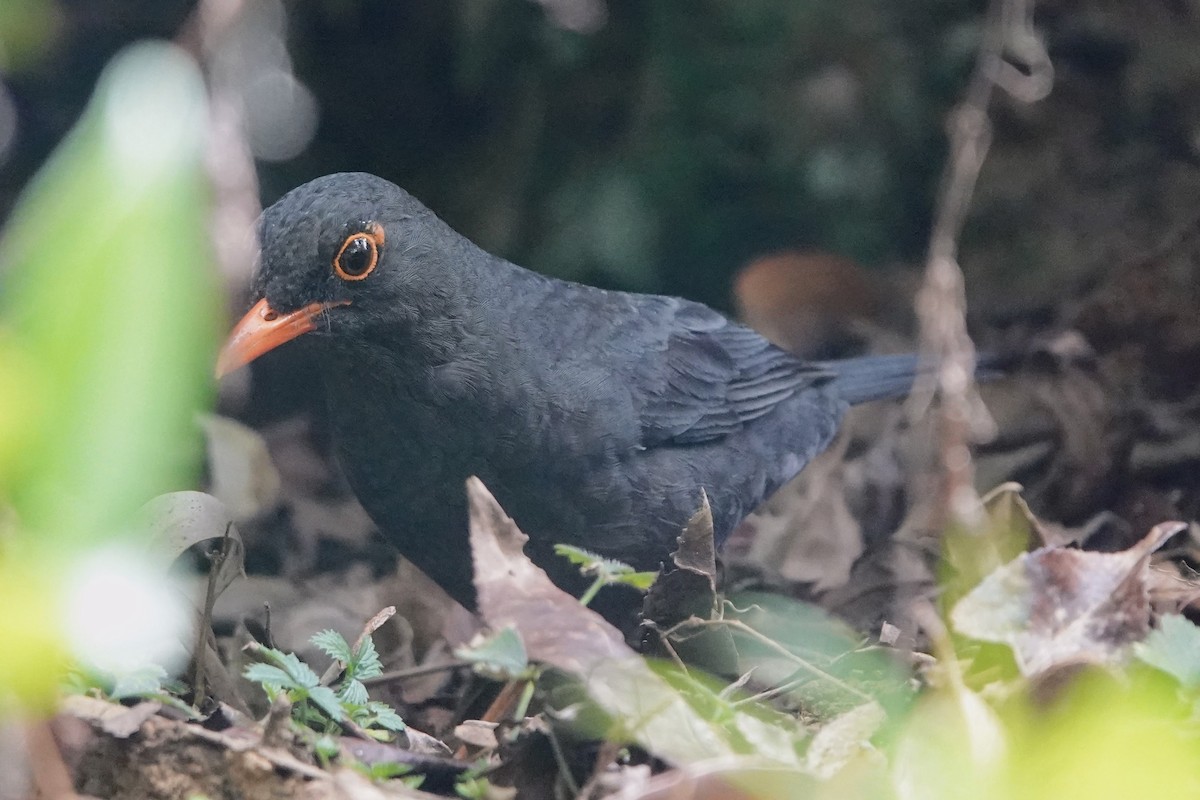 Indian Blackbird (Sri Lanka) - ML618966301
