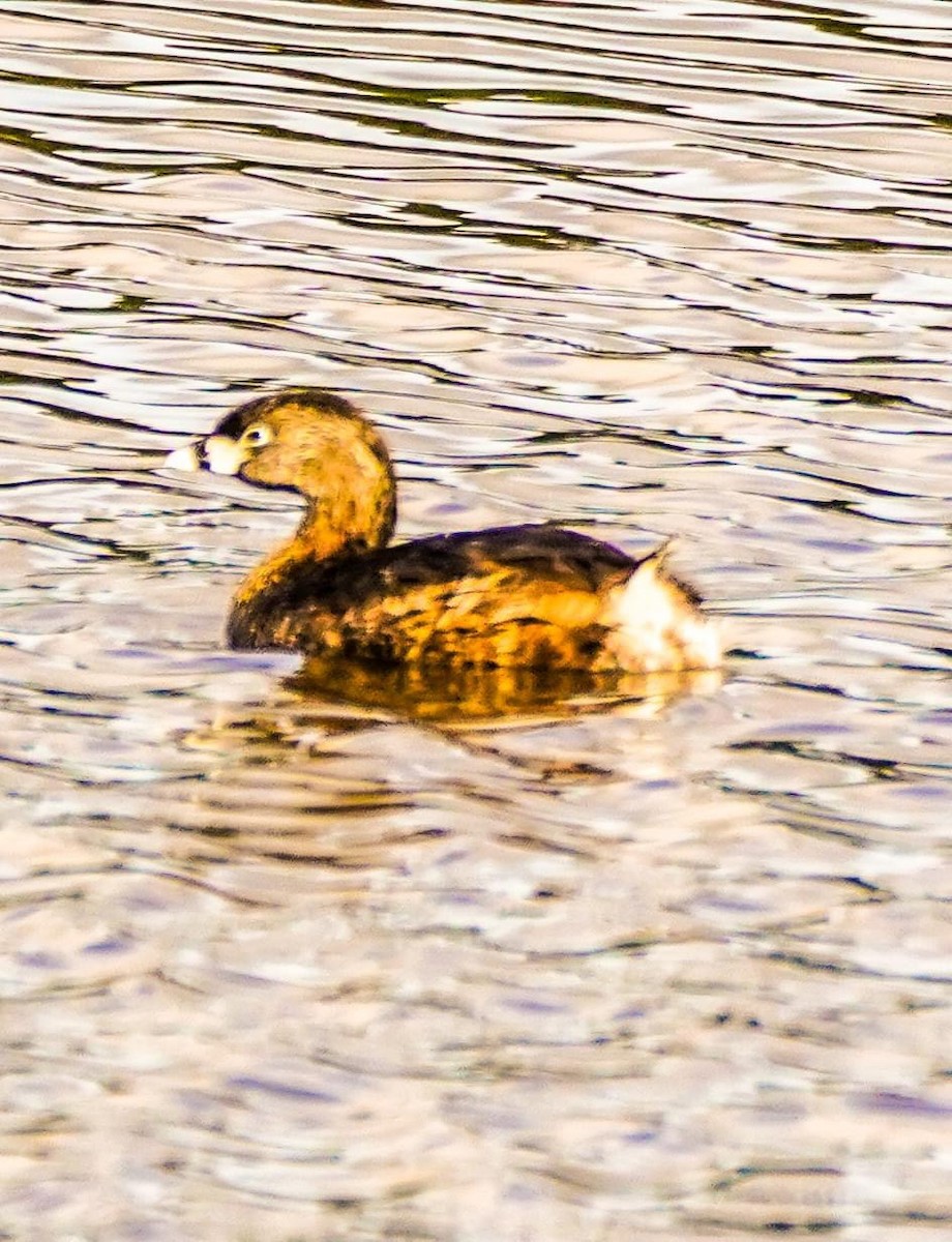 Pied-billed Grebe - Calvin Rees
