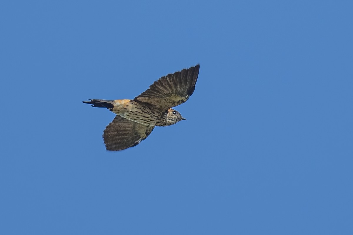 Red-rumped Swallow - ML618966443