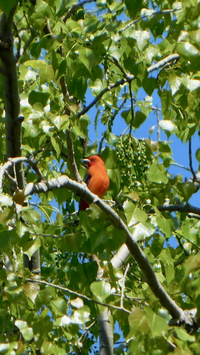 Scarlet Tanager - ML618966467