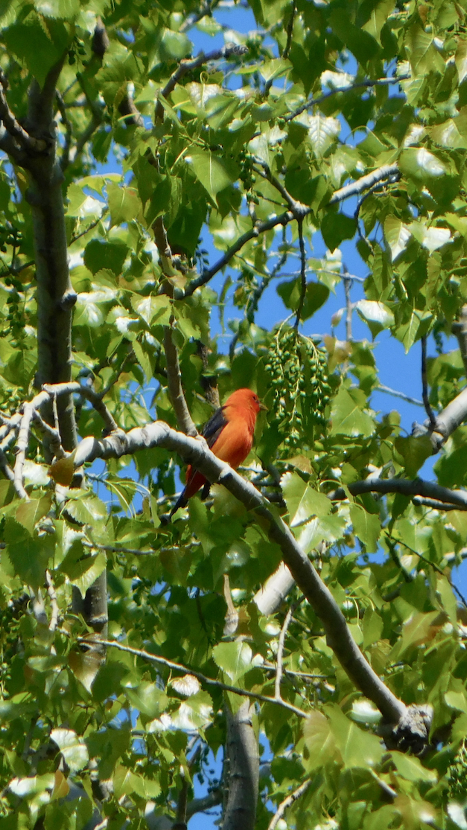 Scarlet Tanager - ML618966468