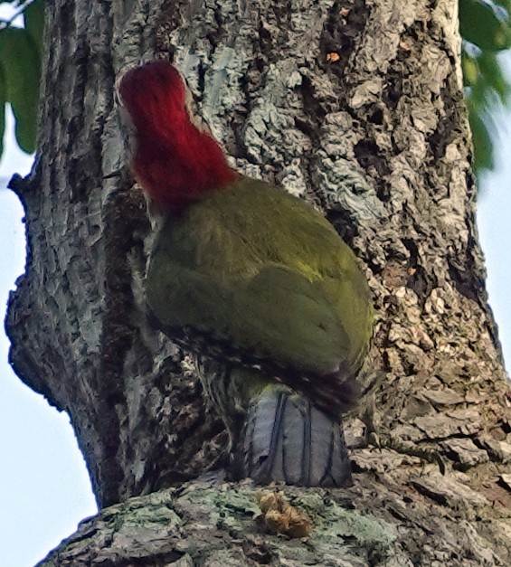 Cuban Green Woodpecker - ML618966471