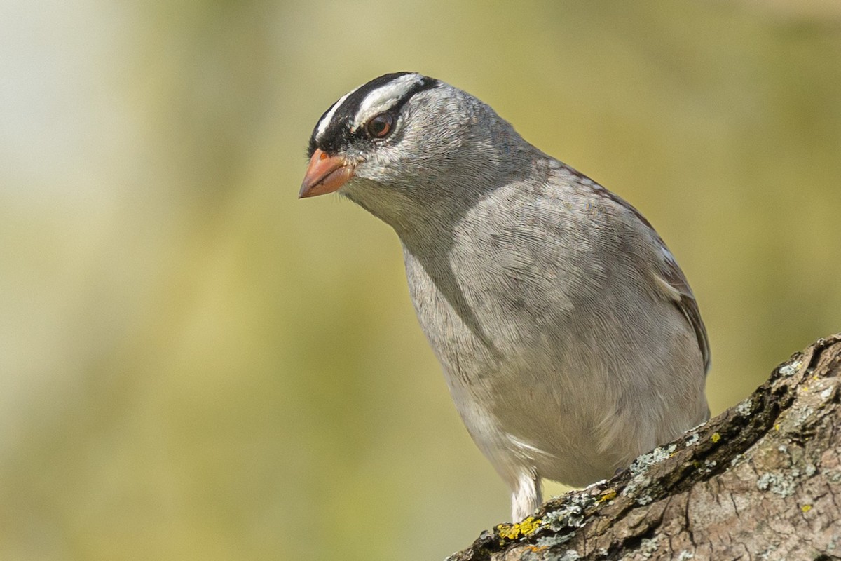 White-crowned Sparrow - ML618966536