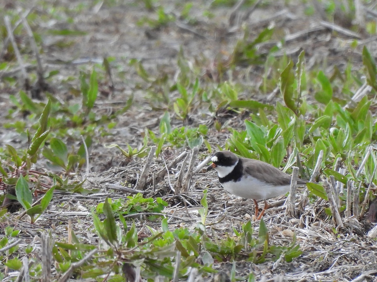 Semipalmated Plover - ML618966579