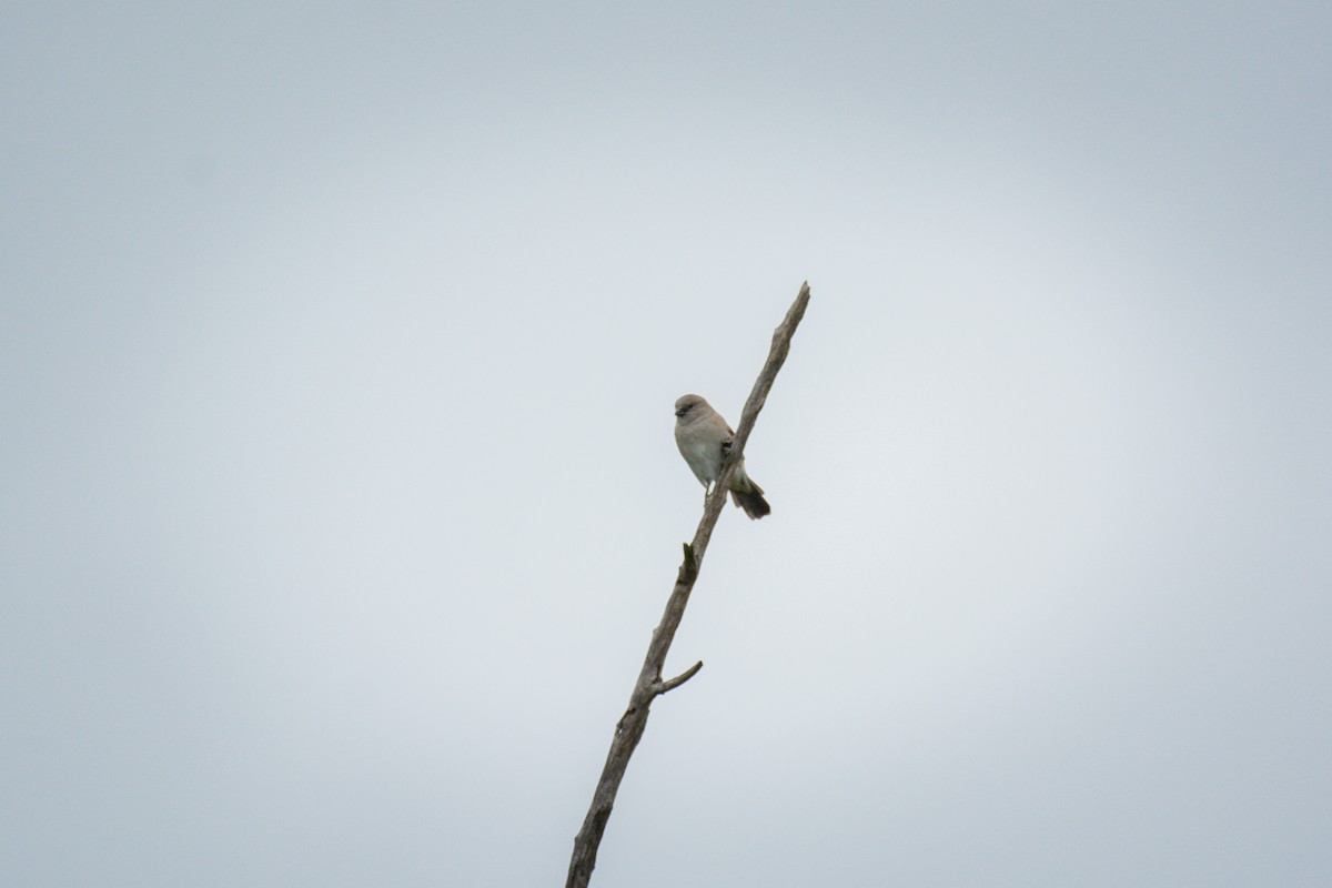 Southern Gray-headed Sparrow - ML618966642