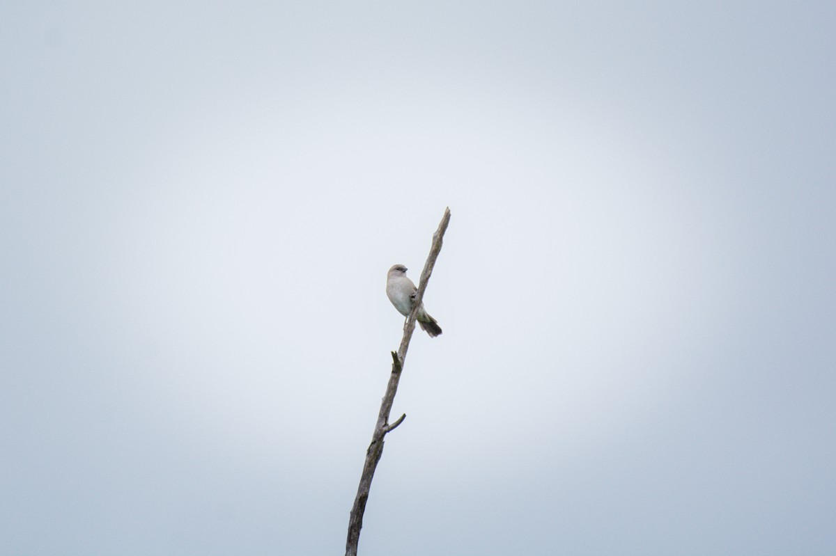 Southern Gray-headed Sparrow - ML618966644