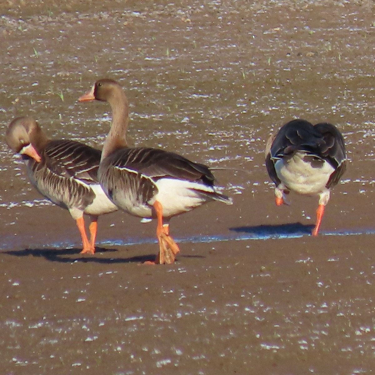 Greater White-fronted Goose - ML618966692
