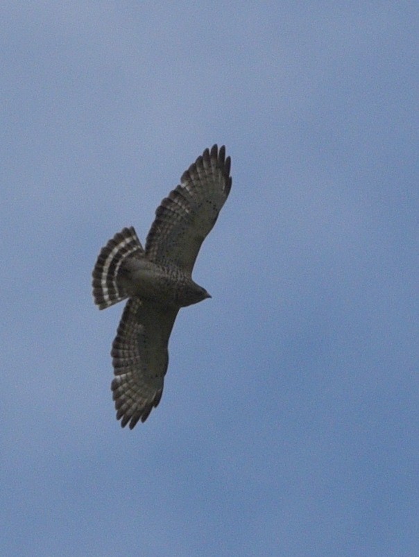 Broad-winged Hawk - ML618966696