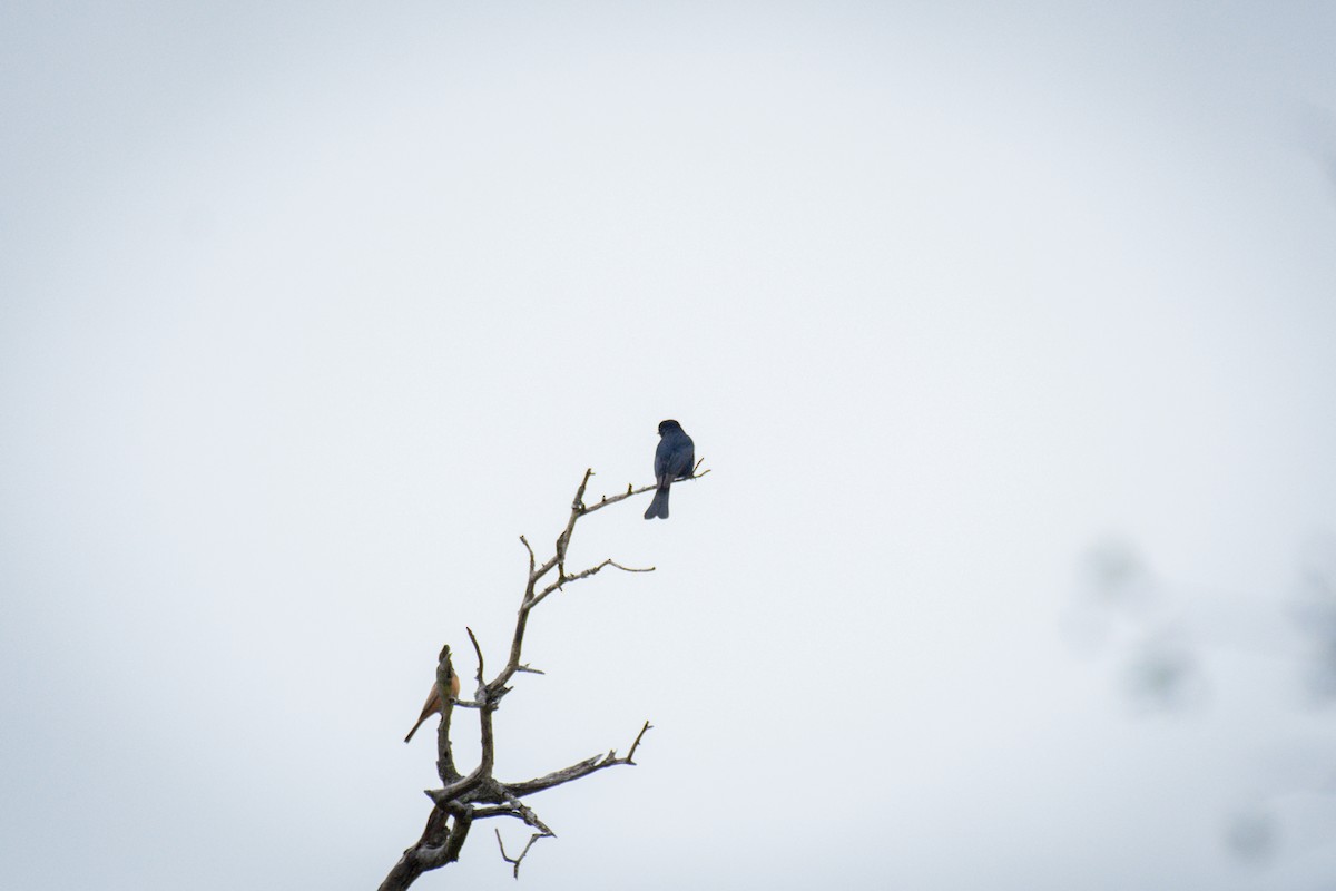 Fork-tailed Drongo - ML618966698