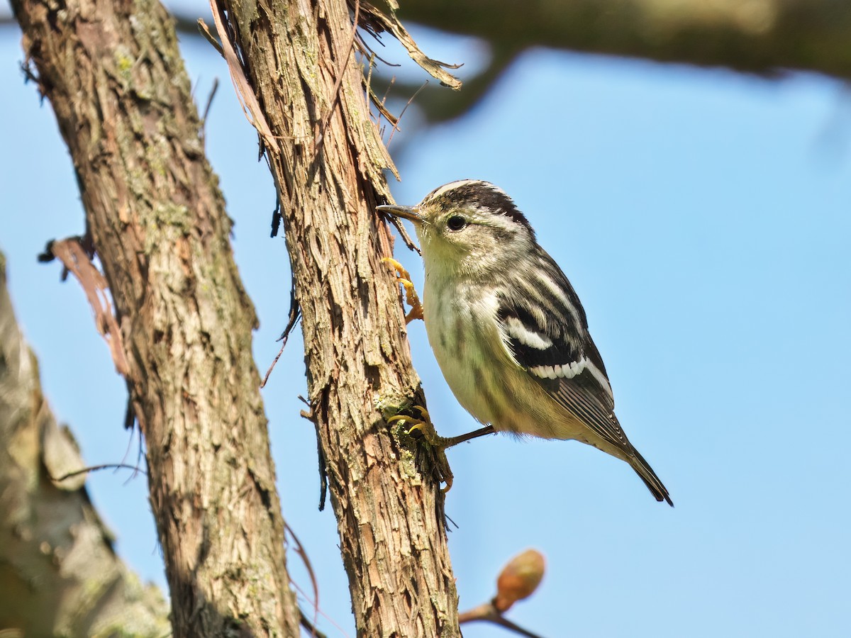Black-and-white Warbler - ML618966706