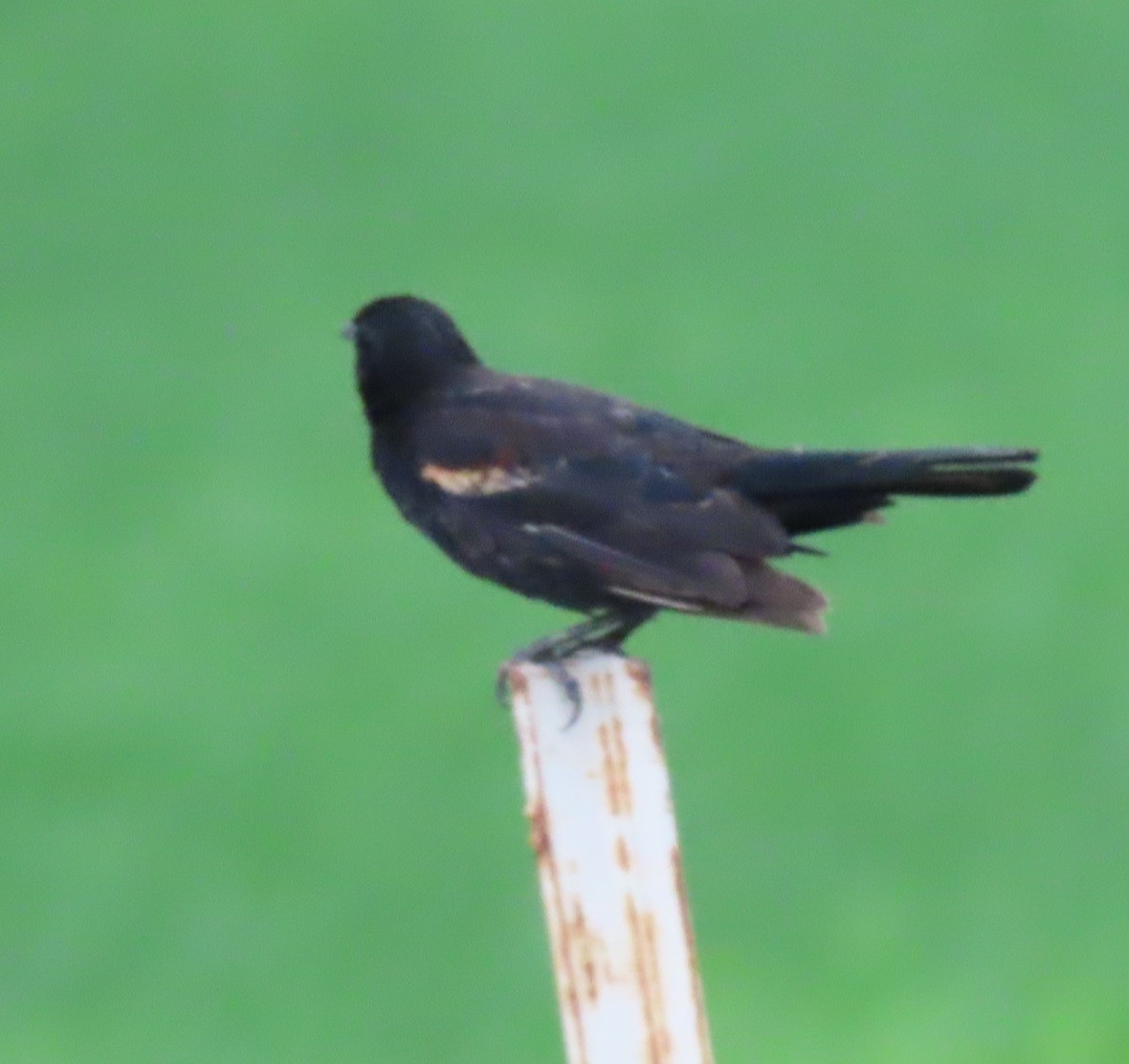 Red-winged Blackbird - ML618966783