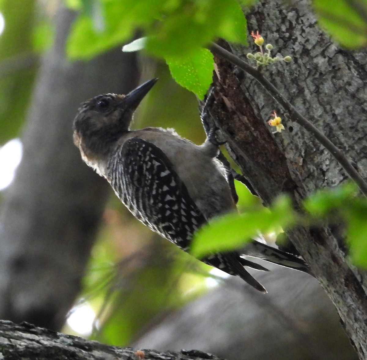Red-crowned Woodpecker - ML618966791