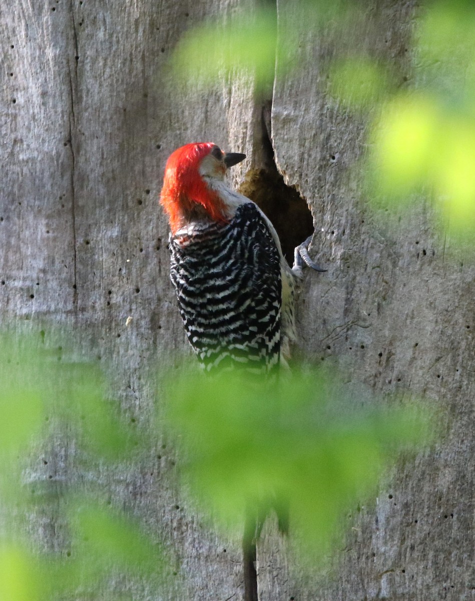 Red-bellied Woodpecker - Marie-Josee D'Amour