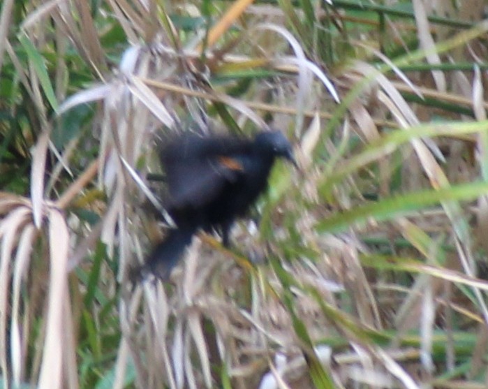 Tawny-shouldered Blackbird - Dayron Breto